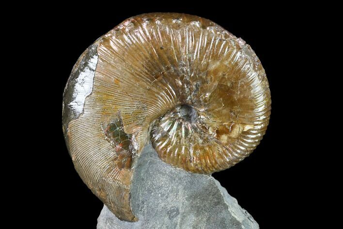 Fossil Hoploscaphites Ammonite - South Dakota #131225